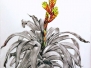 Botanicals