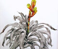 bromeliad-viresa-charlotte-water-colour-graphite.jpg